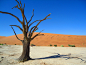 [zz] 纳米比亚。死亡盆地实在是太美了，想像曾经这里是沙漠中的一片盆地绿洲，不知什么原因，瞬间干枯了，留下了现在看到的绝世景观。