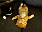 cat、cat、喵、熊、可爱、萌宠、喵喵、汪汪、猫咪、狗狗、萌、猫、神似 加菲猫