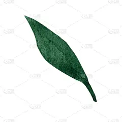 可爱的手绘森林树叶在树枝上。水彩插画叶子为婚礼装饰和安排。