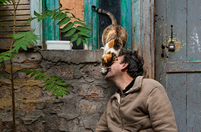 伊斯坦布尔街头的猫 | Sami Uç...