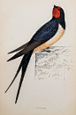 Swallow. Original 1800s Antique Hand Coloured by PaperPopinjay