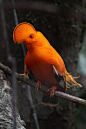 安第斯冠伞鸟（Rupicola rupicola）