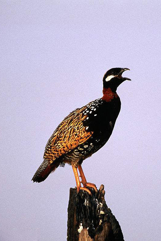 鸡形目雉科鹧鸪属黑鹧鸪