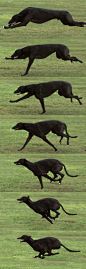 Greyhound run - This shows the grey's double suspension gallop, where all 4 feet are off the ground 2 times during a full stride. This is done when he's stretched out and tucked. Click link to watch a greyt video comparing Cheetah/Greyhound running. http: