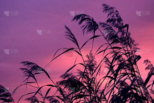 芦苇植物与美丽的紫罗兰背景。