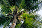 Coconut palm tree