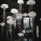 Jelly fish