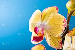 兰花花黄色绽放