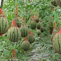 This is so cool. Growing watermelons vertically and using watermelon hammocks... watermelon forest
