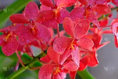 红花万达兰