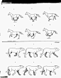 四足动物的运动规律 <wbr>并附经典参考图讲解