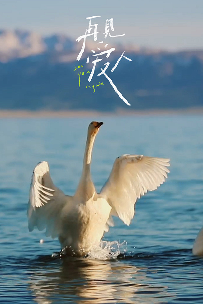 综艺《再见爱人》