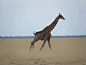 长颈鹿奔跑的搜索结果_360图片