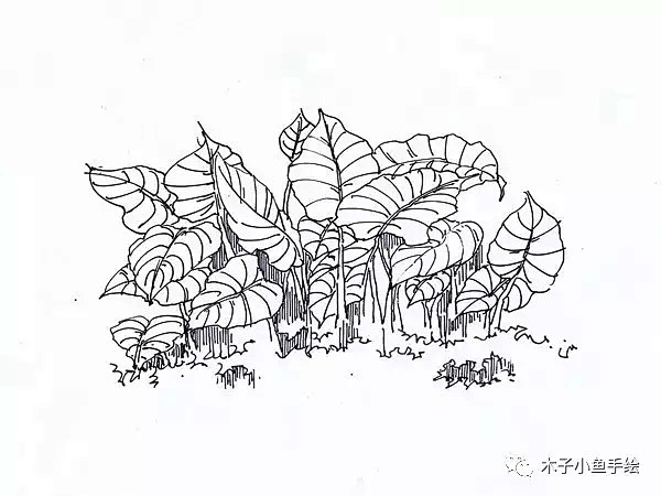 园林景观手绘｜植物线稿50张 : 微信公...