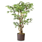 You'll love the Ginkgo on Dragonwood Floor Plant in Planter at Wayfair - Great Deals on all Décor & Pillows products with Free Shipping on most stuff, even the big stuff.