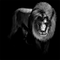 Black & White Animal Portraits by Lukas Holas : Outstanding black and white portraits of wild animals by photographer Lukas Holas.

More animal photography via Airows