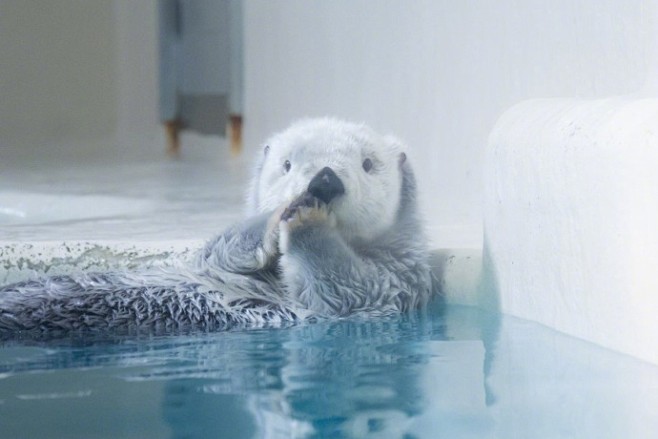 日本鸟羽水族馆里的明星海獭宝宝小梅（メイ...