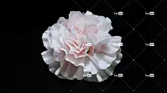 鲜花 康乃馨 花卉背景 花朵 自然 康乃馨 花壁纸 美丽的花朵