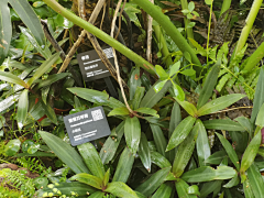 景观设计JUNNO采集到植物馆