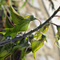 原生于澳大利亚，被当地人称为青鸟花的植物。学名：Crotalaria cunninghamii
#极文见闻#
By: deskgram.net/explore/tags/GreenBirdFlower
      & 41Strange ​​​​