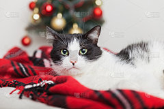 年轻的黑白混血猫在格子红色羊毛格子附近的小圣诞树。宠物保健的概念。冬天的节日庆祝活动。复制空间礼品卡