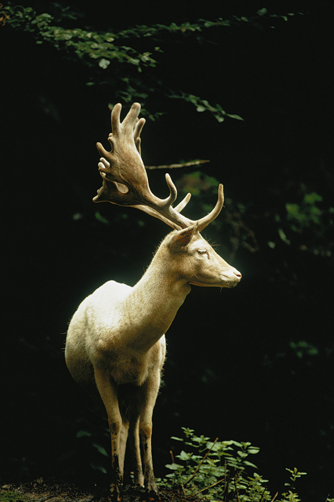 A white fallow stag ...