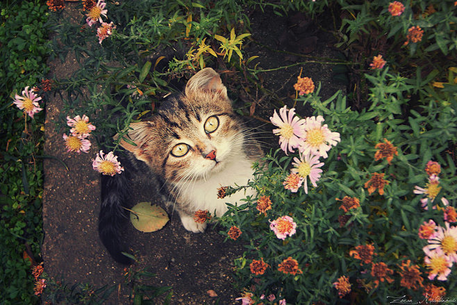 In the flowers by Zo...