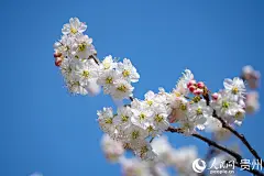 凹河万亩樱桃基地内盛开的樱桃花。人民网记者 涂敏摄