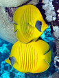 Butterfly fish