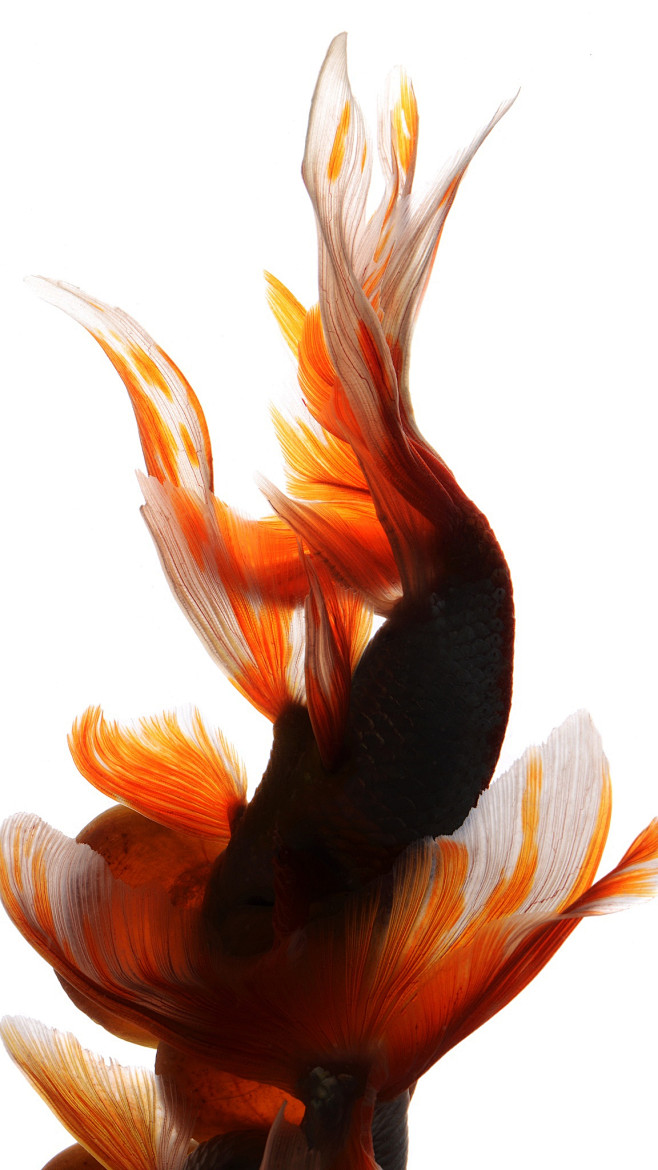 iphone6s斗鱼壁纸