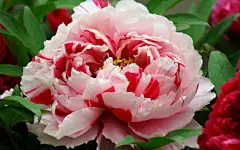 牡丹花高清电脑壁纸桌面壁纸3