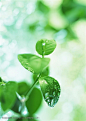 树木树叶-被雨水洗刷过的嫩绿树叶高清摄影图片素材