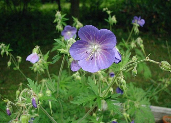 草原老鹳草Geranium-praten...