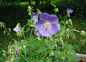 草原老鹳草Geranium-pratense（牻牛儿苗科老鹳草属）