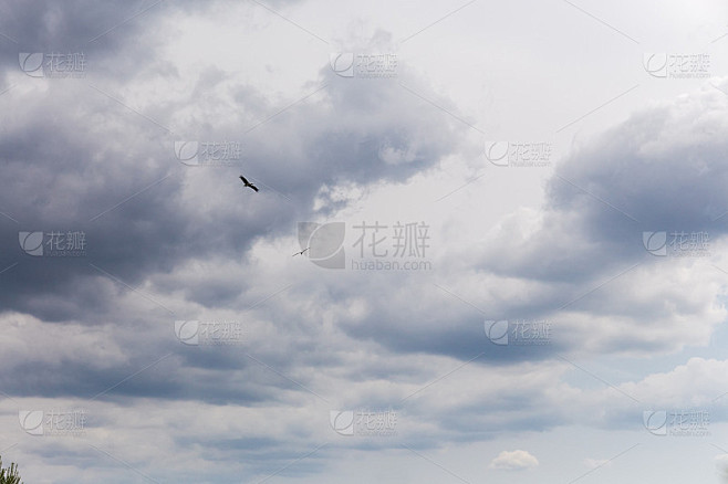 多云的天空中两只鹳的剪影