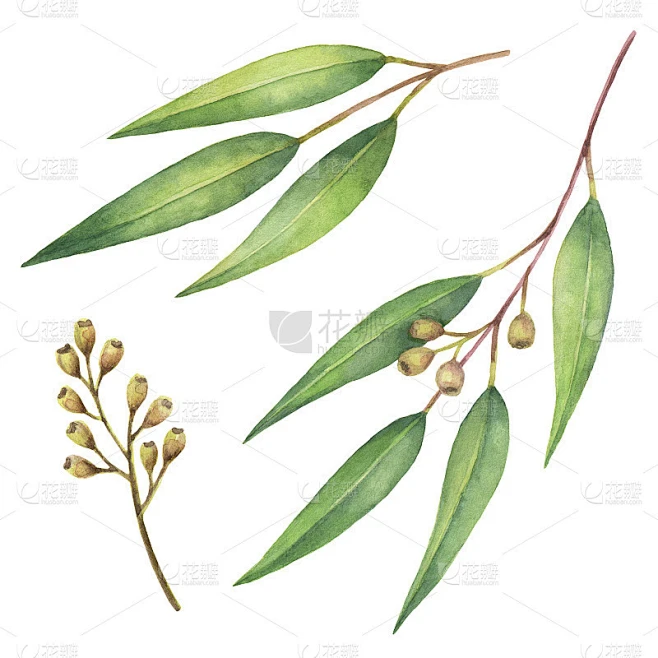 水彩手绘集桉树叶和树枝。素材-花瓣网