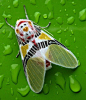 moth looks like a tiger by jorge