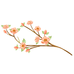乎肘子采集到花枝