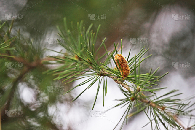 雪松,植物,水平画幅,平塚市,无人,松科,日本,神奈川县,一月,雄花