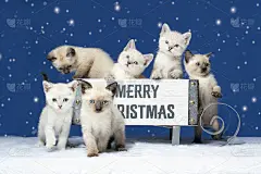 六只暹罗小猫坐在雪橇上过圣诞节