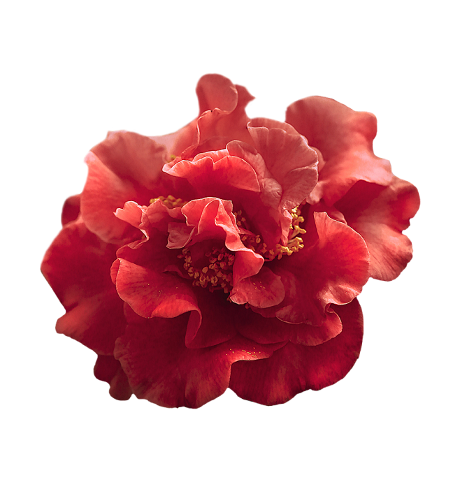 花 (15)
