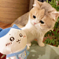 ｜猫猫头像集 - 小红书