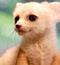 FENNEC FOX PUP