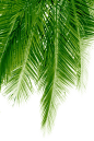 @冒险家的旅程か★
png植物 绿叶png椰子树树叶png 橡胶树 海边沙滩植物素材 树叶png 叶子png 芭蕉叶 香蕉树  png透明背景素材