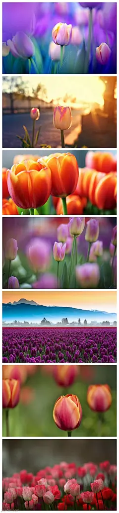 每日桌面-郁金香 高清壁纸桌面转载自@意匠id   - PS饭团网