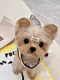约克夏幼犬纯种活体宠物狗赛级超小体型韩系金头银背宠物狗茶杯犬-淘宝网