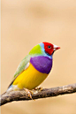 Fat Birds! : A blog celebrating all fat birds, tall and short, tropical and temperate, brown and rainbow-colored....
