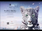 这座中国顶级豪宅，销售中心放了十只豹子！！