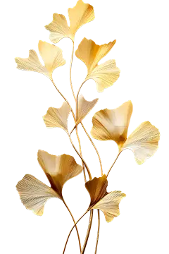 金叶子png