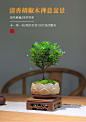 清香木盆栽迷你室内创意桌面小盆景办公室绿植好养四季胡椒木驱蚊-淘宝网